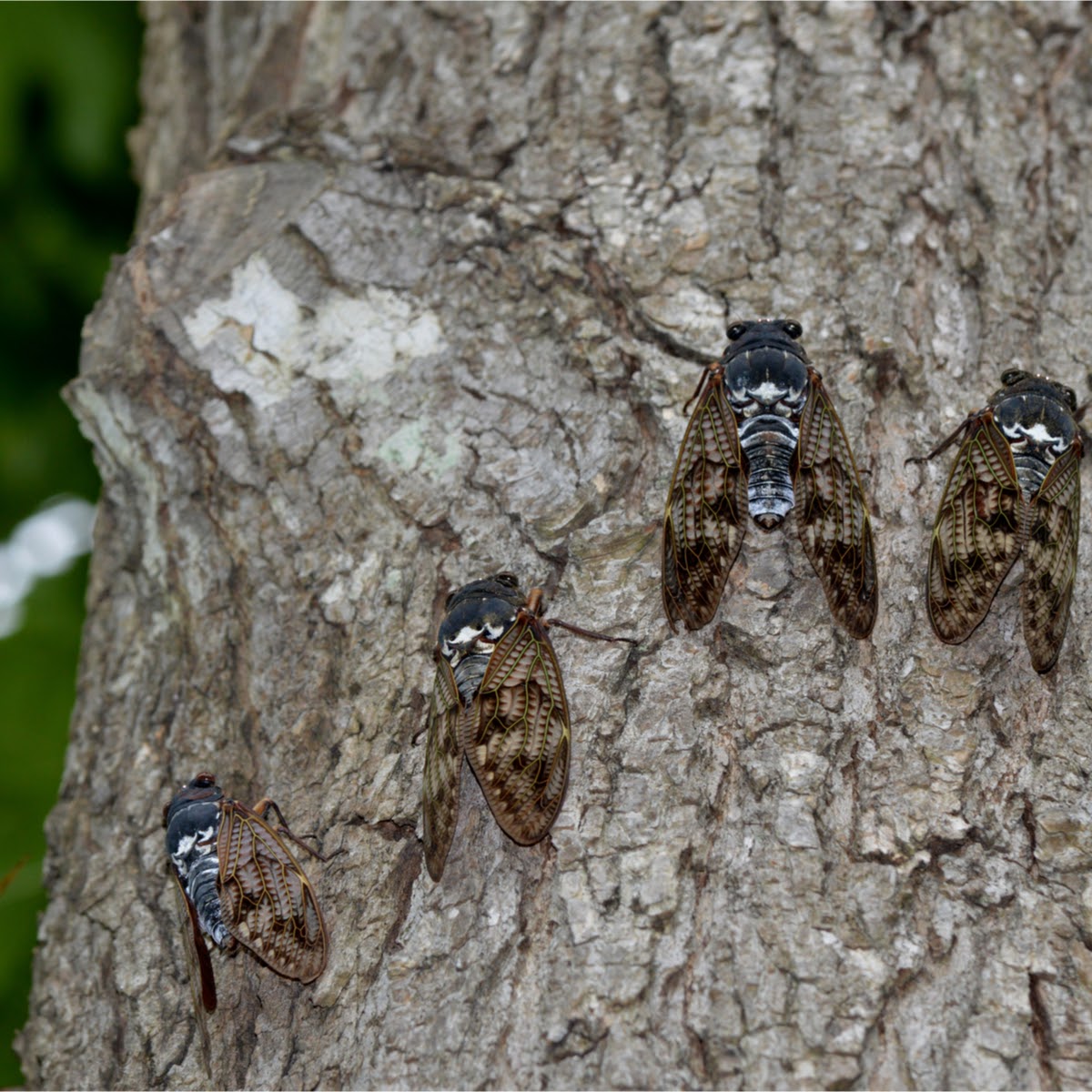cicadas blog image